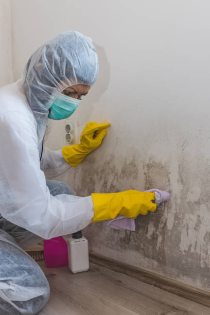 Best Comprehensive Air Testing for Mold Contaminants  in Merritt Island, FL